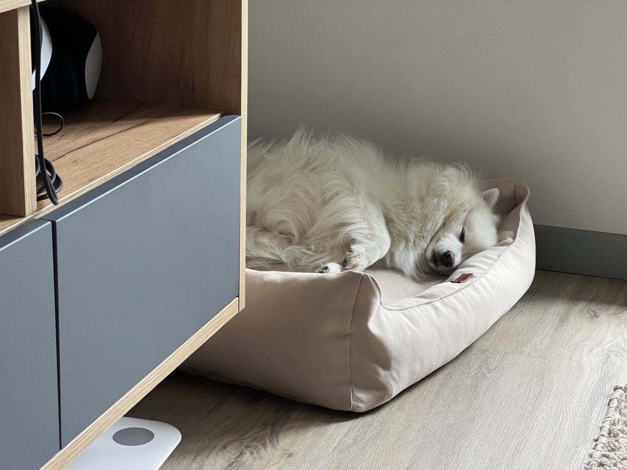 Иллюстрация к факту Then the dog woke up