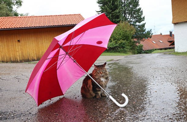 Иллюстрация к факту Under the Umbrella